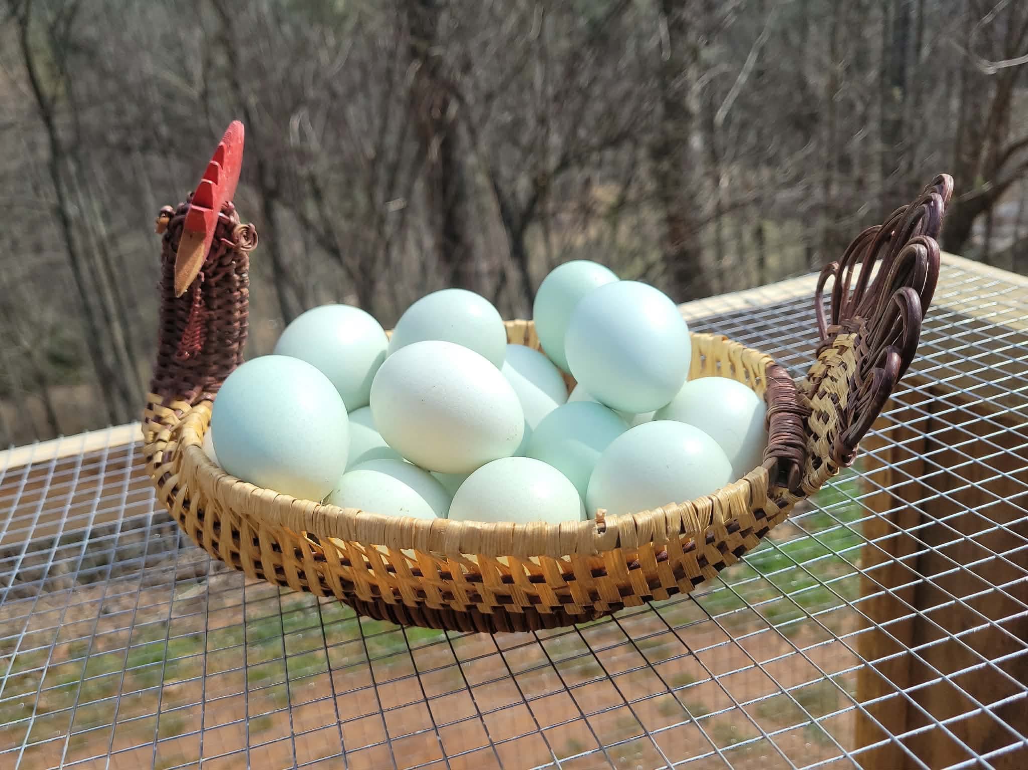 Blue eggs in a basket