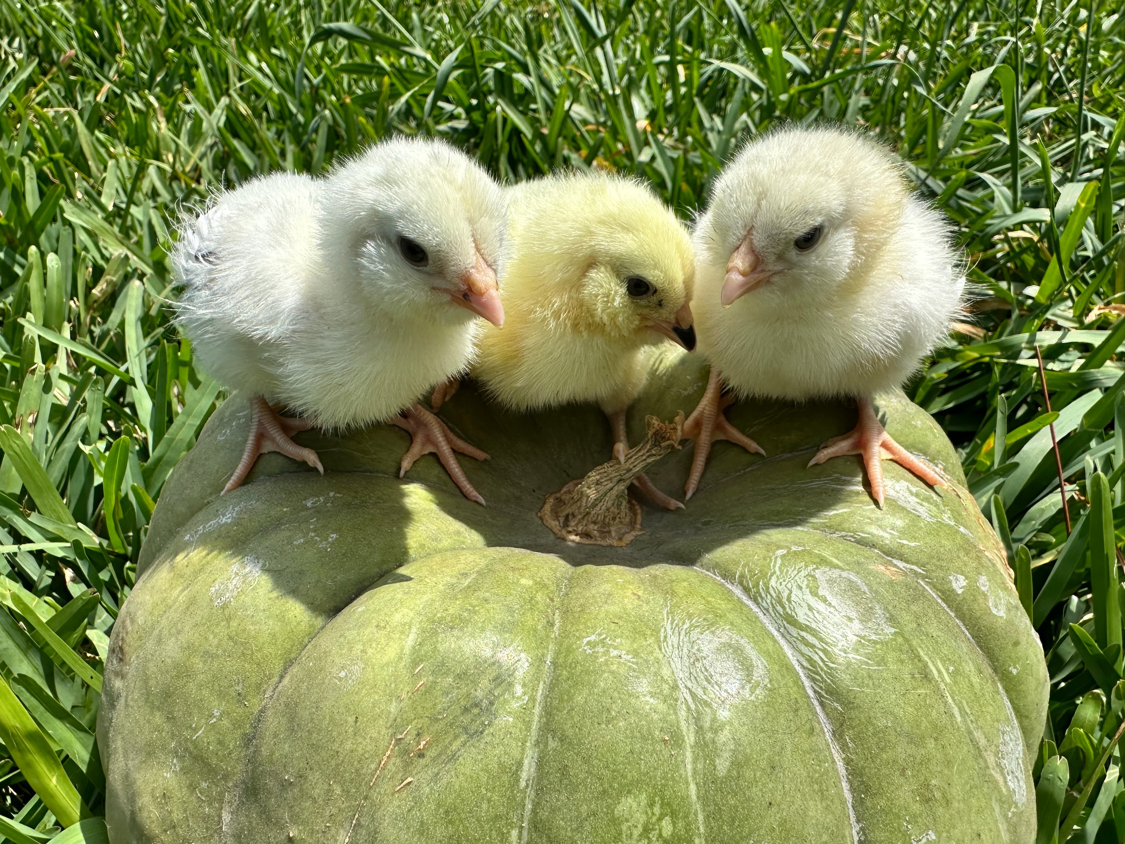 Homesteaders