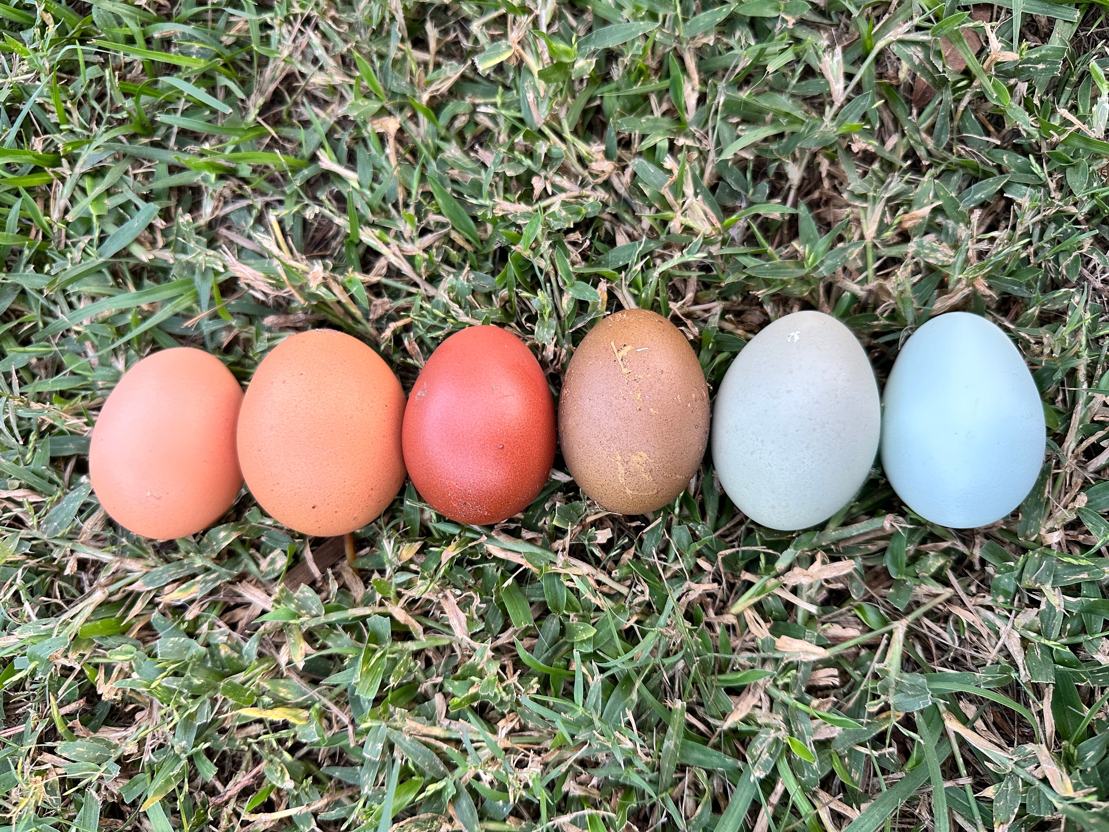 Eggs on grass