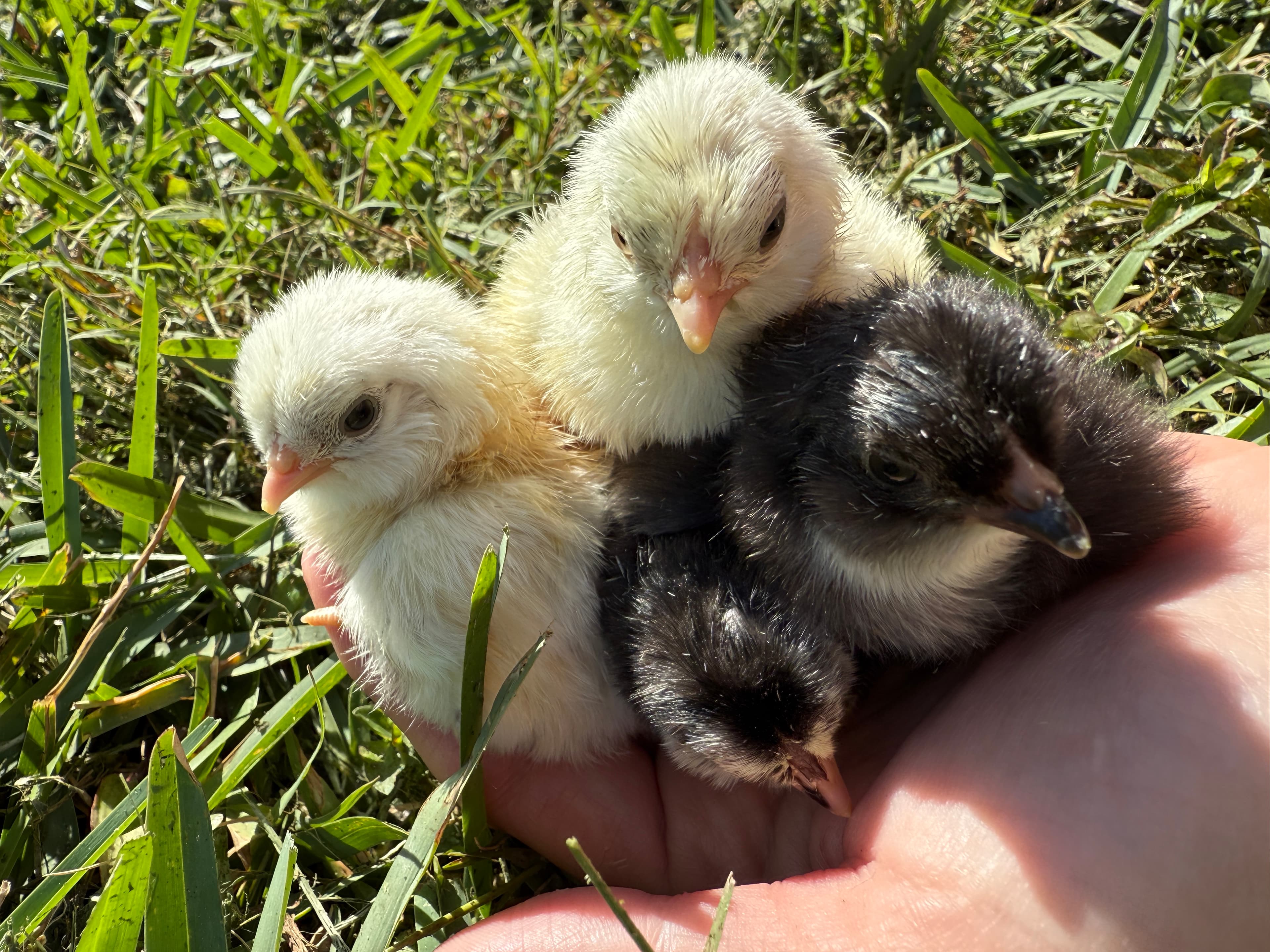 Ermine chicks